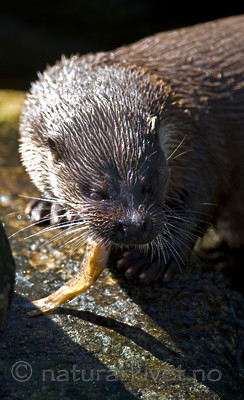 BB 12 0122 / Lutra lutra / Oter